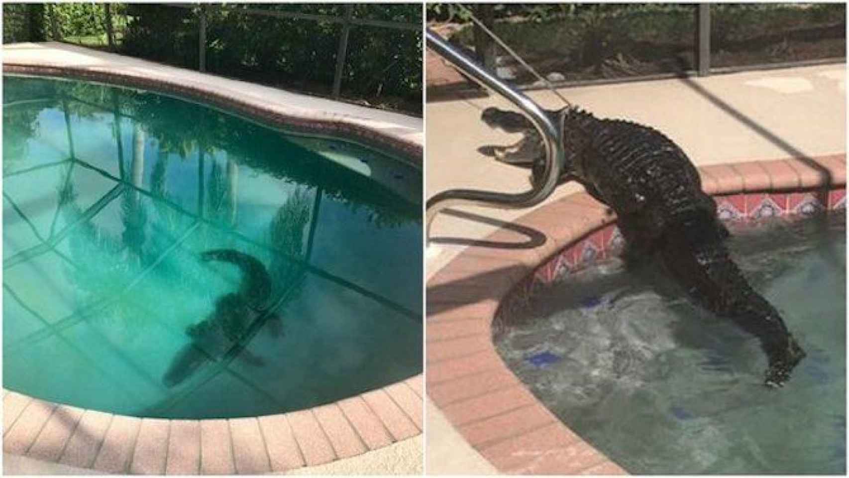 El caiman reposaba en la piscina y fue rescatado posteriormente