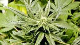 Una planta de marihuana en plena floración / EFE