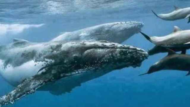 Una foto de archivo de ballenas y delfines nadando