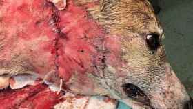 La perra herida en Girona tras la operación que le ha salvado la vida / DIARI DE GIRONA