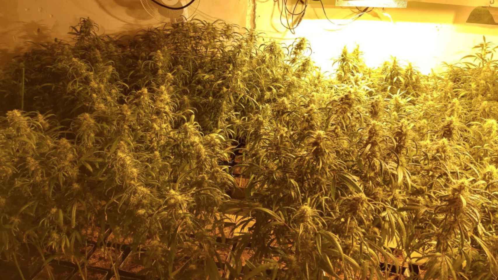 Imagen de archivo de una incautación de una plantación de marihuana por parte de la policía municipal de Terrassa / TWITTER