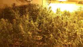 Imagen de archivo de una incautación de una plantación de marihuana por parte de la policía municipal de Terrassa / TWITTER