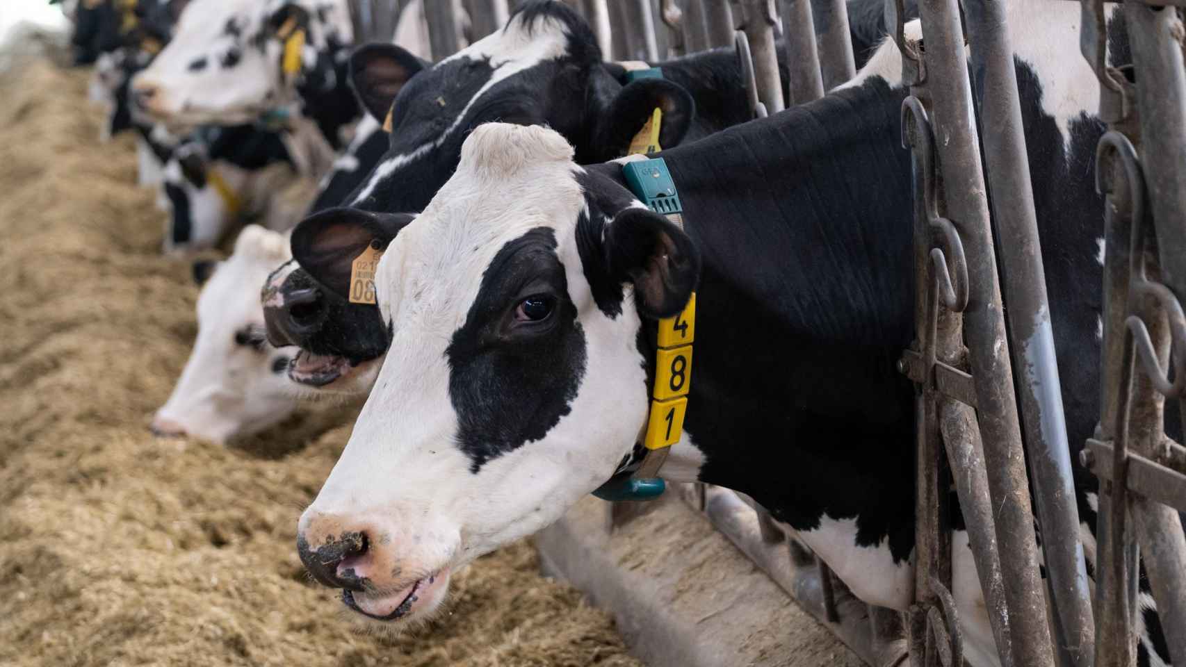 Las denuncias ante las actuaciones del 'cartel de la leche' están en peligro, ante la inquietud de los bufetes de abogados / EP