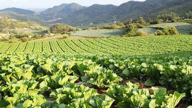 Plantación propiedad de Arkadia Europa / CG