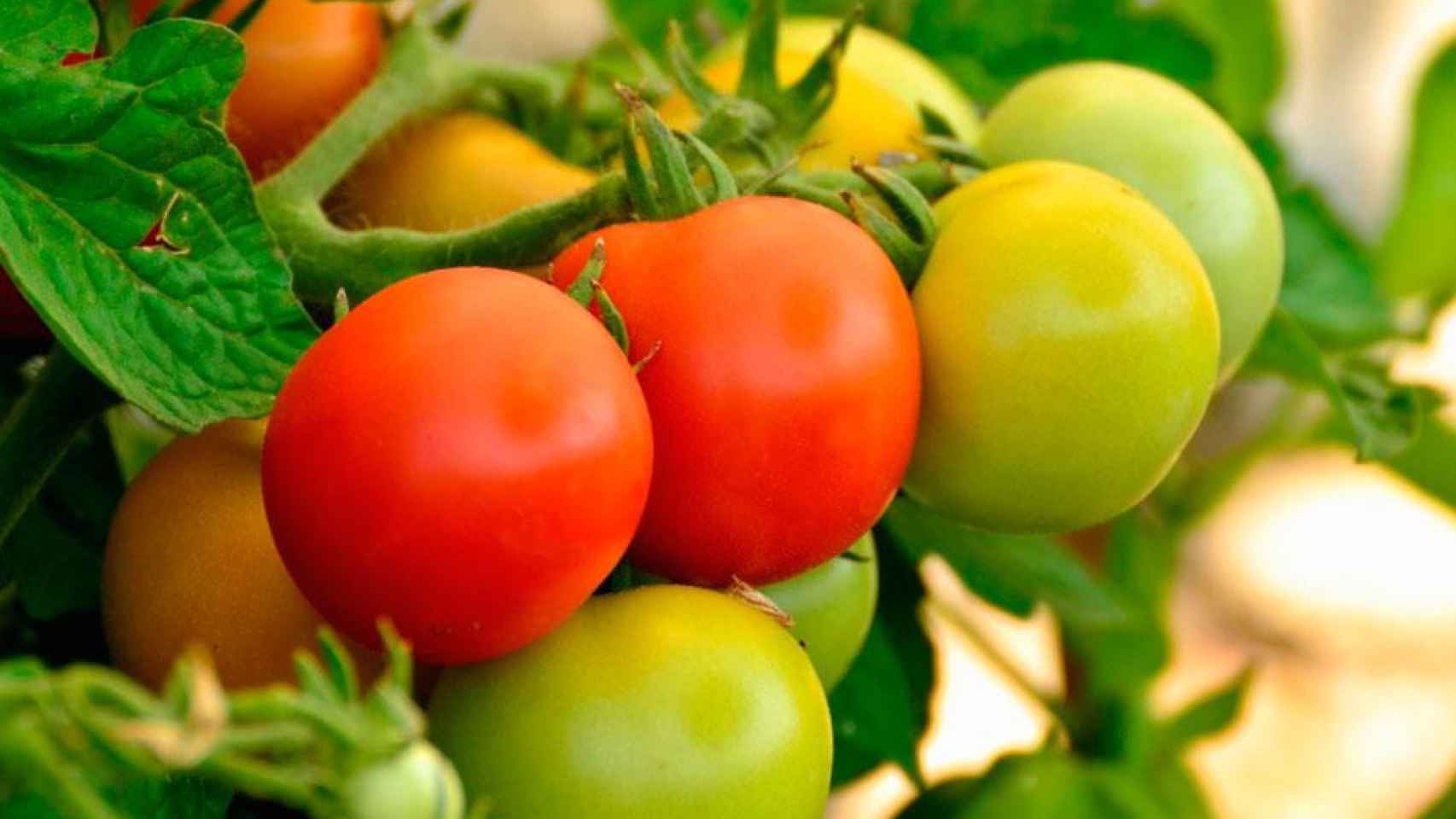 Tomates verdes y rojos en su rama / PIXNIO