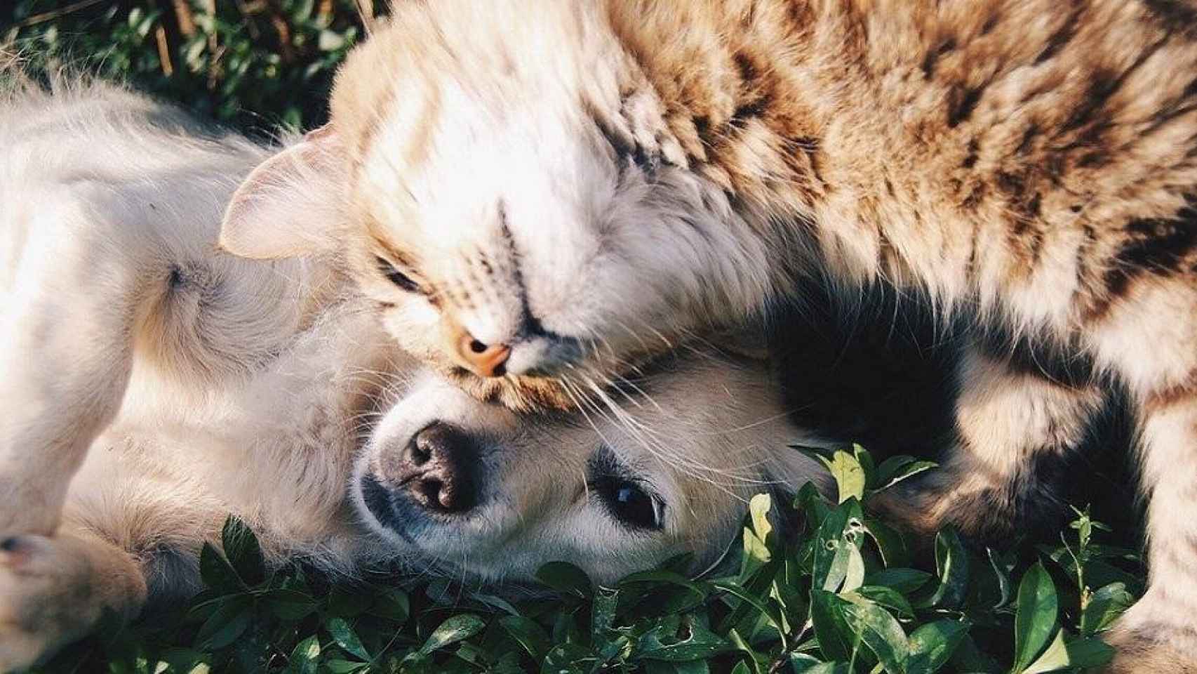 Un gato y un perro, los animales más protegidos por las protectoras / Free-Photos EN PIXABAY
