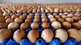 Una partida de huevos, que en mal estado pueden causar salmonella