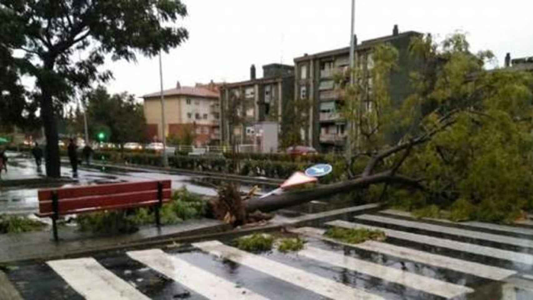 Un árbol caído a causa de la lluvia / BOMBERS