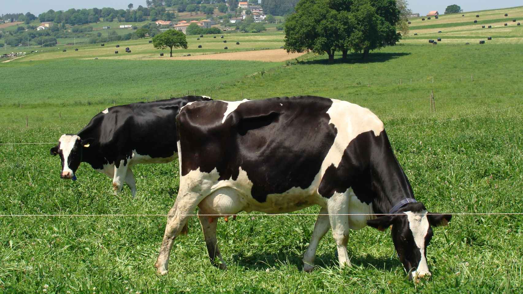 Vacas pastando en un campo gallego / XUNTA