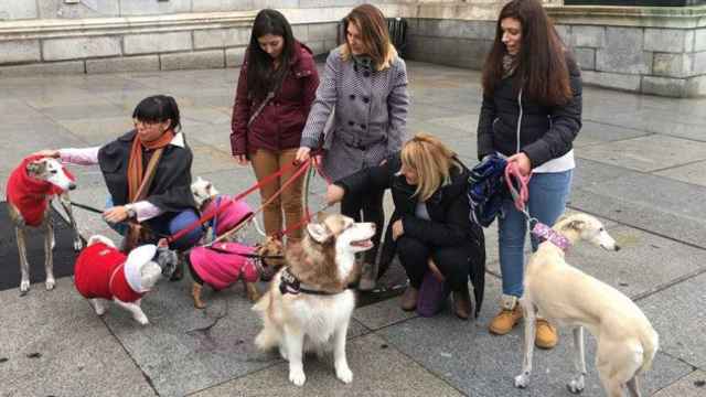 Mujeres con varios perros a las puertas del Congreso de los Diputados