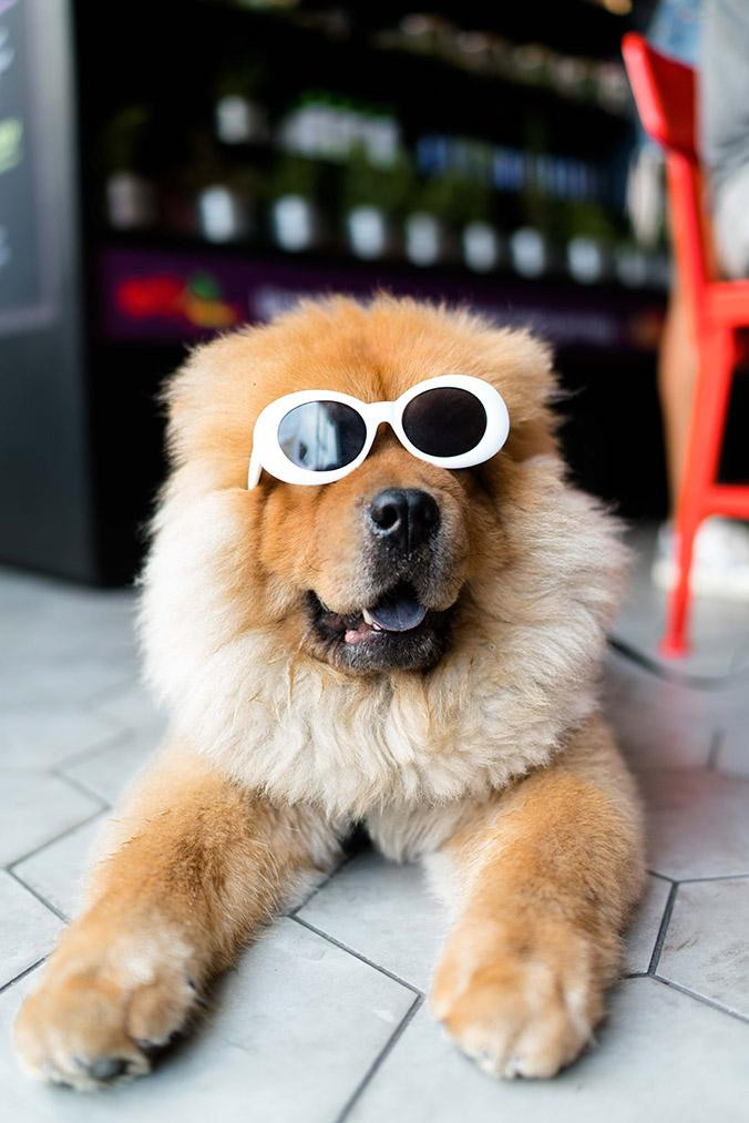 Perro con gafas sol / UNSPLASH