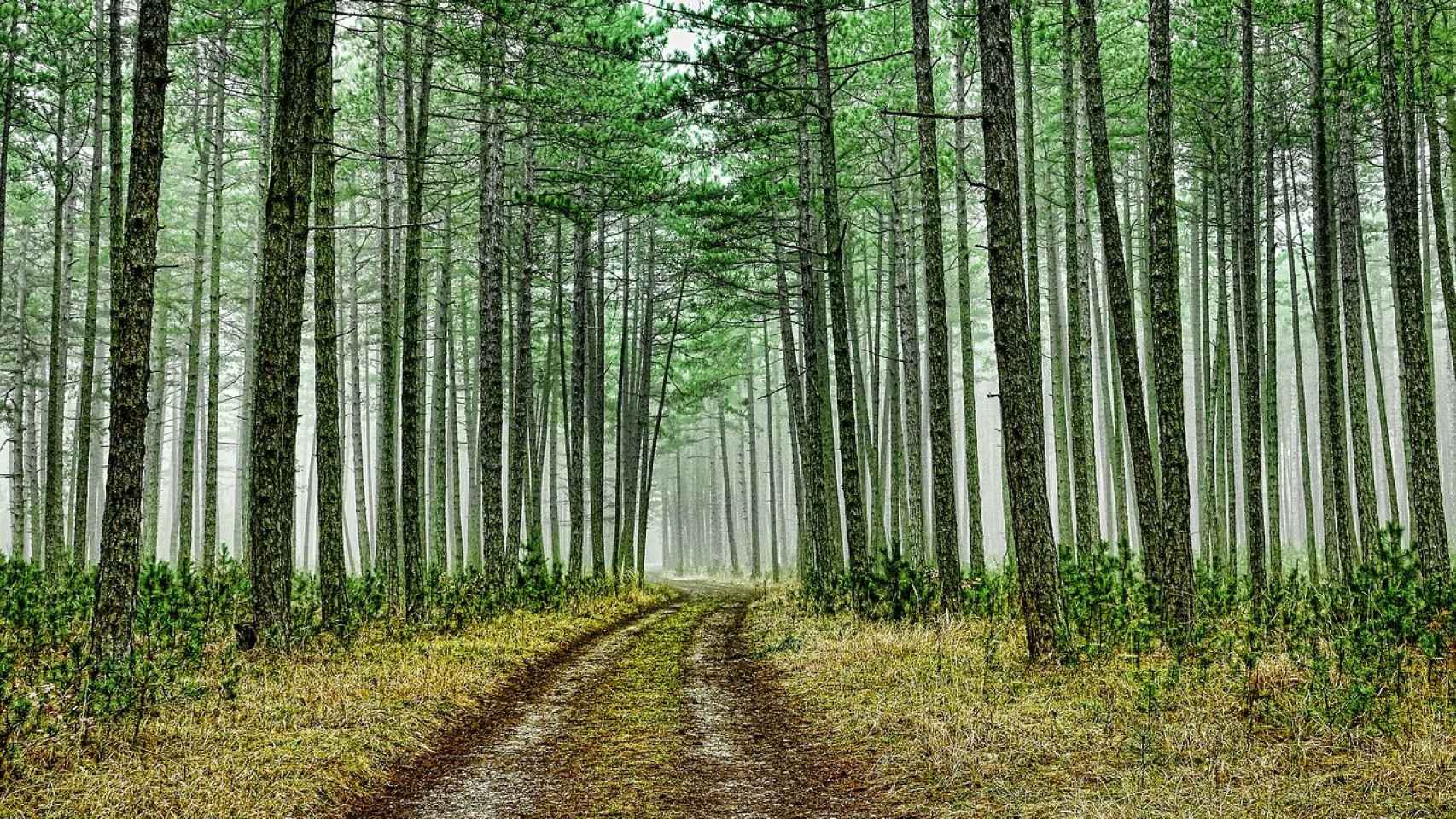 Una foto de archivo de un bosque / Pixabay