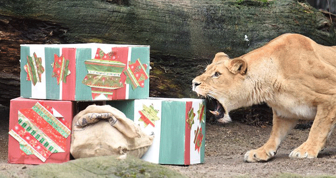 leona zoo alemán regalos