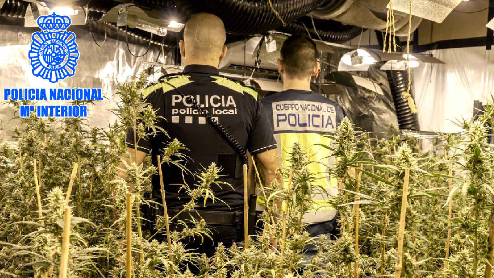 Agentes de la Policía Nacional desmantelan dos plantaciones con 1.817 plantas de marihuana en Cubelles y el Vendrell / CNP
