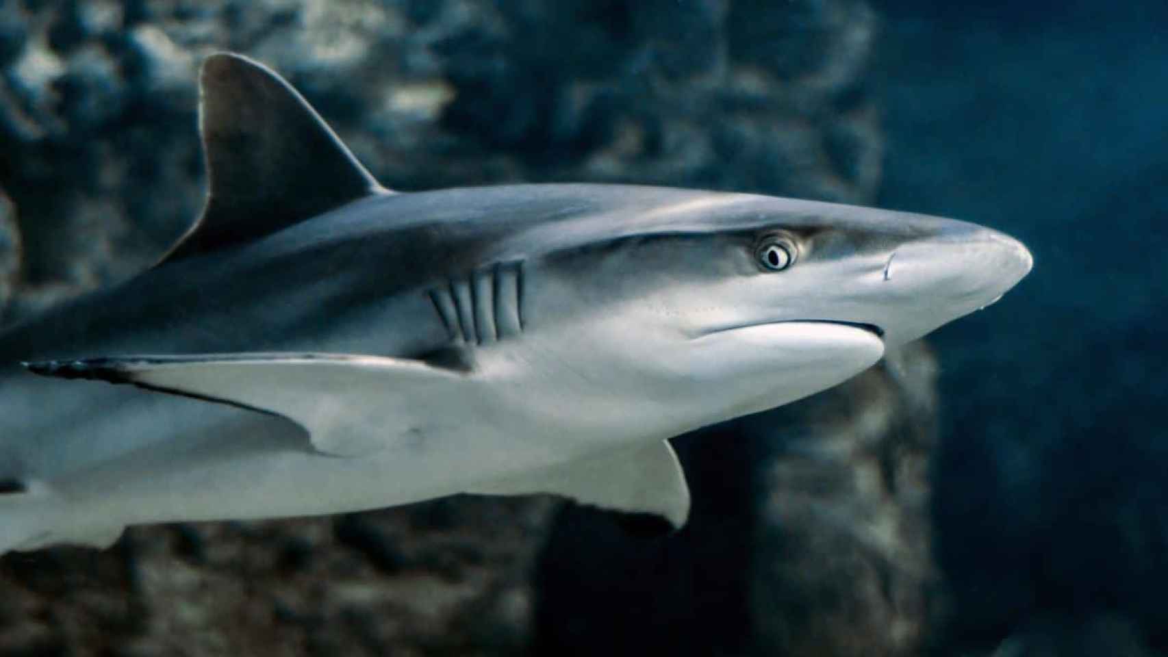 Imagen de archivo de un tiburón / christels en PIXNIO