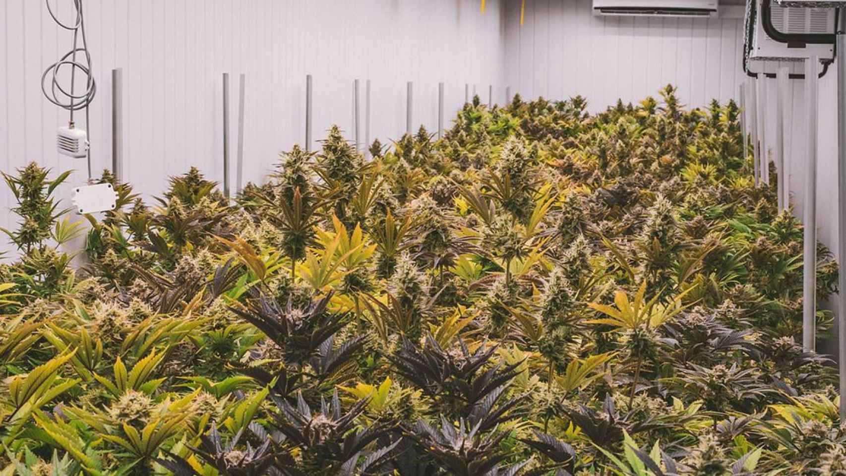 Plantas de cannabis, una de las drogas cuyo aumento en el consumo abordará el Congreso Internacional de Socidrogalcohol / PIXABAY