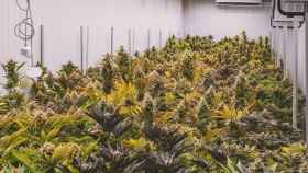 Plantas de cannabis, una de las drogas cuyo aumento en el consumo abordará el Congreso Internacional de Socidrogalcohol / PIXABAY