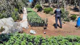Imagen de la plantación de marihuana descubierta en Vidreres / AYUNTAMIENTO DE VIDRERES