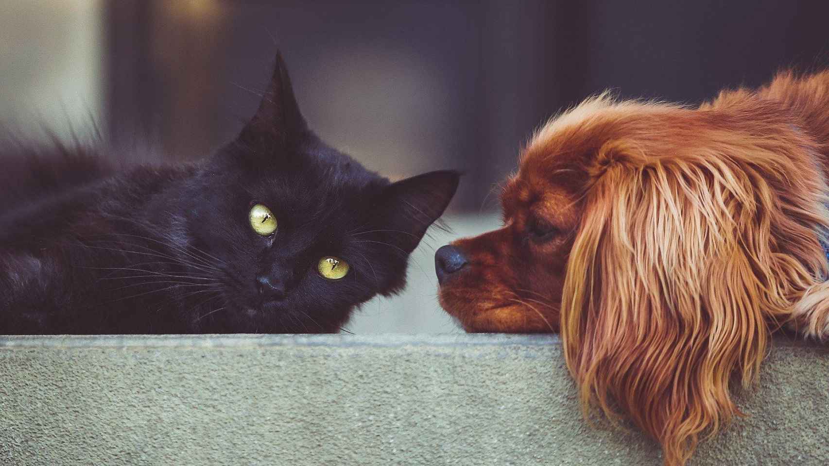 Los veterinarios han lanzado un mensaje tranquilizador sobre las mascotas y el coronavirus / CG