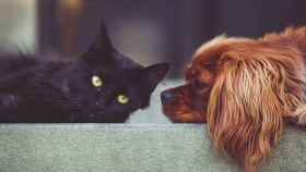 Los veterinarios han lanzado un mensaje tranquilizador sobre las mascotas y el coronavirus / CG