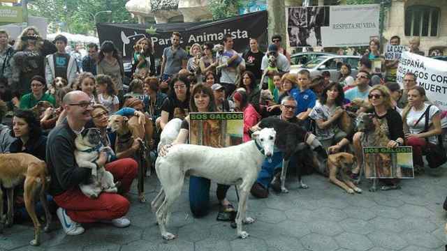 Manifestación contra el maltrato de los galgos / SOS GALGOS