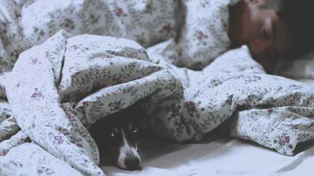 Perro escondido en la cama con su dueño / UNSPLASH