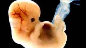 Una foto de archivo de un embrión
