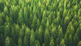 Un bosque libre de huella de carbono que CaixaBank se compromete a reducir / ARCHIVO