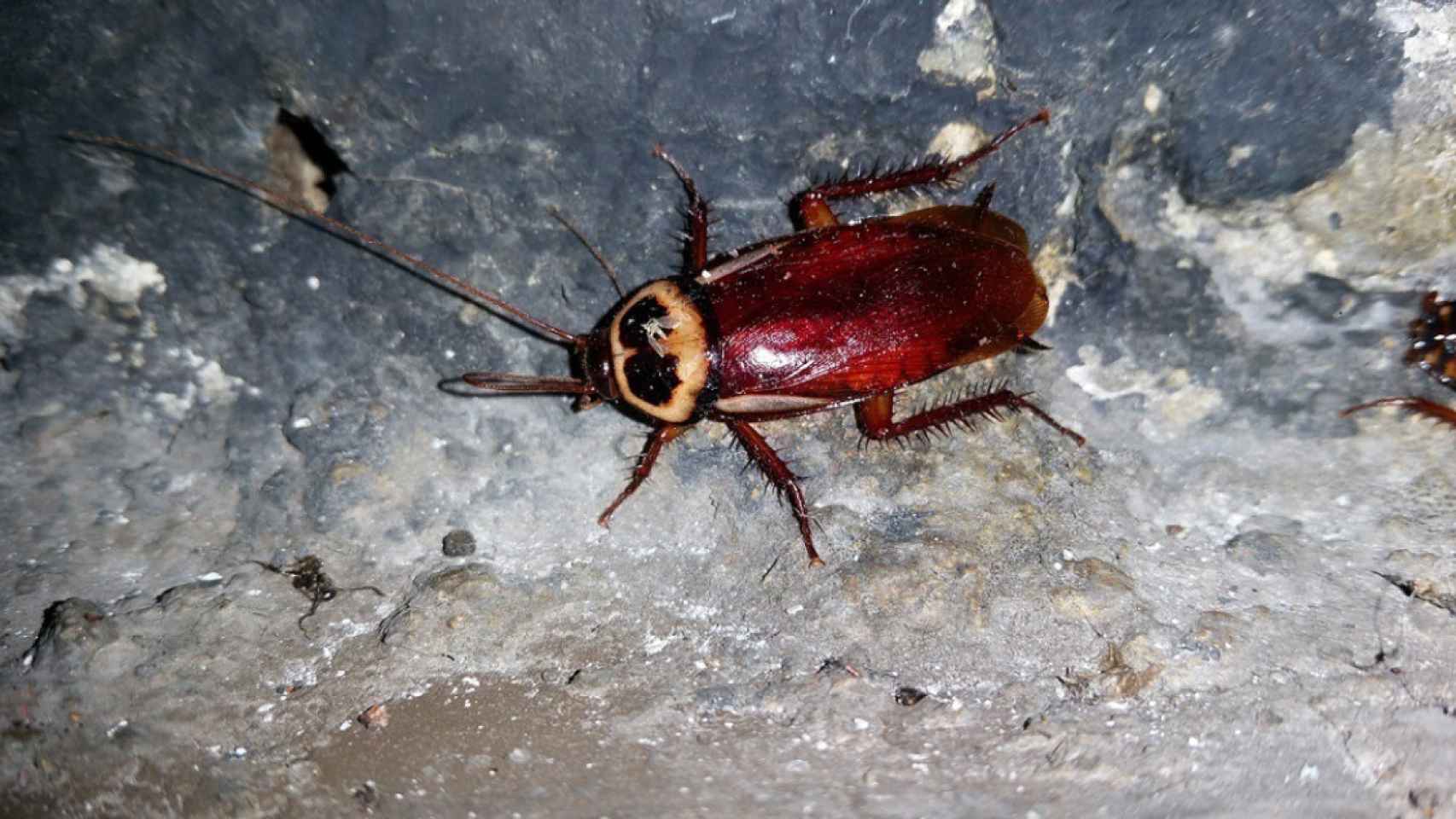 Un ejemplar de cucaracha australiana / EUROPA PRESS