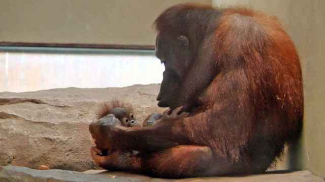 Nueva cría de orangután de Borneo junto a su madre / EUROPA PRESS