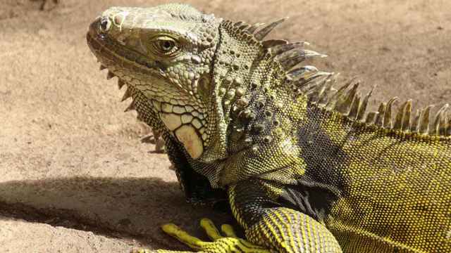Iguana, similar a la encontrada por una vecina en su terraza en Manresa / PEXELS
