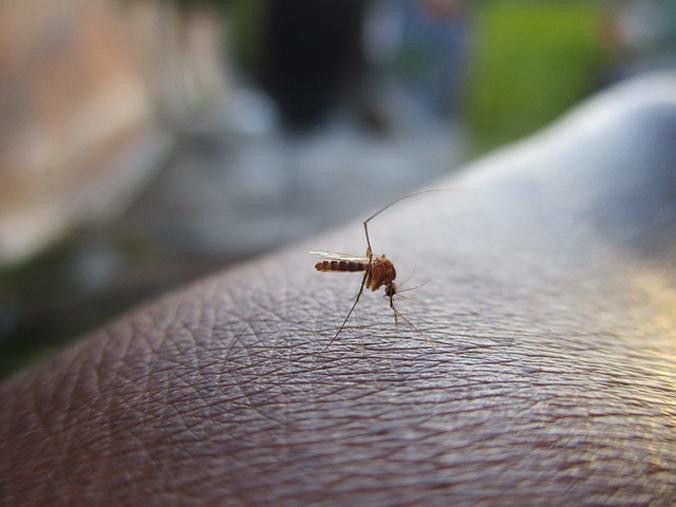 Mosquito transmisor de enfermedades arbovirales PIXABAY