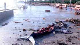 Uno de los atunes rojos 'perdidos' por Grup Balfegó durante el temporal Gloria que fueron rapiñados por vecinos / CG