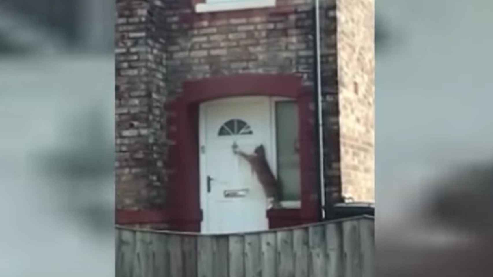 Una foto del momento en que el gato pica a la puerta de su casa / Youtube