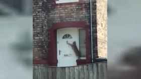 Una foto del momento en que el gato pica a la puerta de su casa / Youtube
