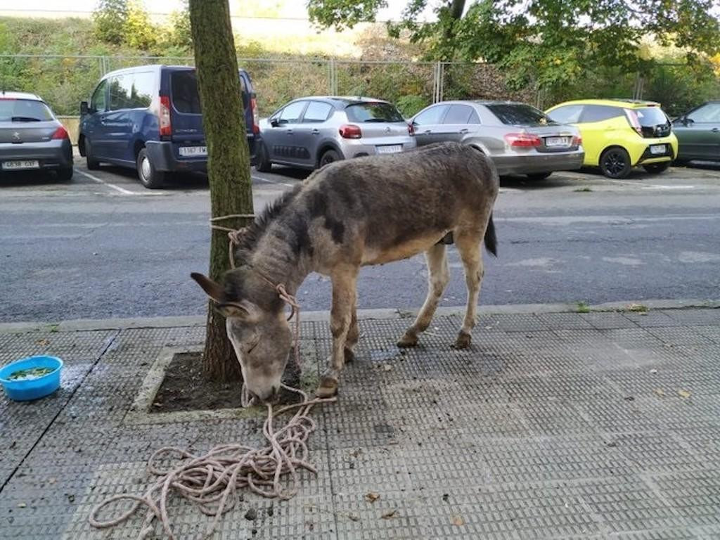 Un burro 'aparcado' en las calles de Pamplona / EP
