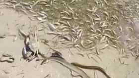 Miles de peces y crustáceos muertos en una playa del Mar Menor / TWITTER