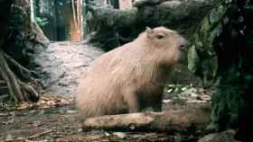 'Tinka', la capibara del CosmoCaixa
