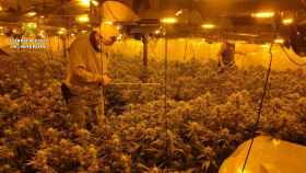 Desarticuladas tres organizaciones criminales dedicadas cultivo indoor de marihuana / GUARDIA CIVIL