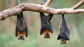 Los murciélagos son voraces insectívoros y pueden ayudar ante las plagas de mosquitos / EFE