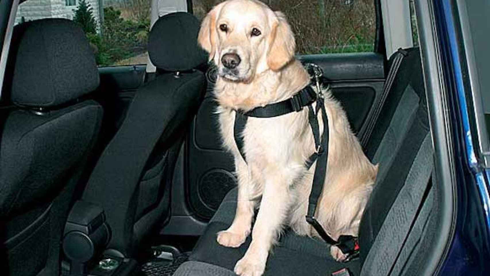Una foto de archivo de un perro en un coche