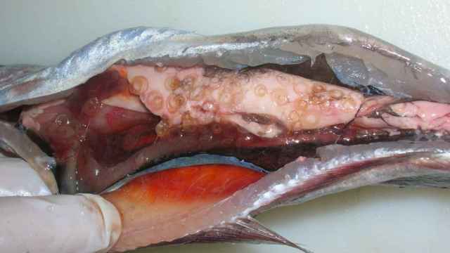 El parásito anisakis se encuentra más habitual en el abdomen de los pescados