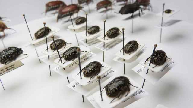 Colección de escarabajos y otros insectos sin vida / Markéta Machová - PIXABAY