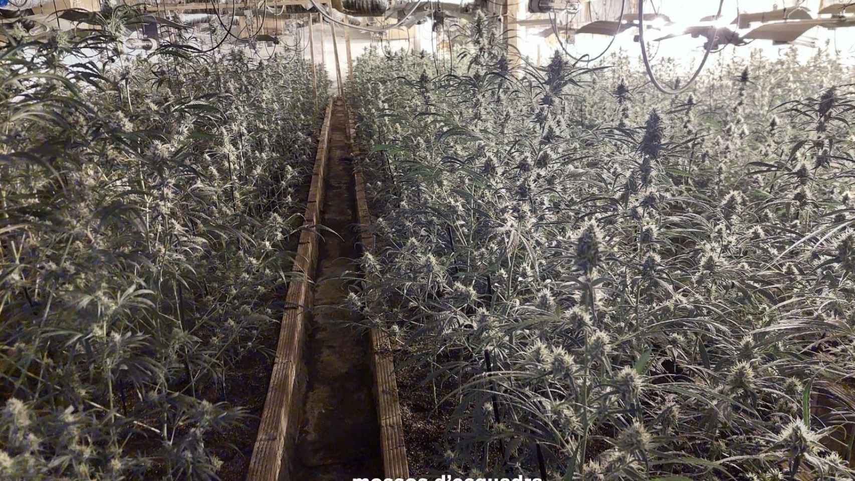 Plantación de marihuana oculta en el interior de una nave industrial de Vilanova de la Muga (Girona) / EUROPA PRESS