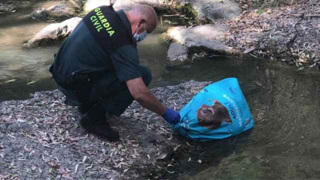 Un agente de la Guardia Civil saca del río los sacos con los cadáveres de los galgos en el río Guadaíra / GUARDIA CIVIL