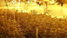 Una de las plantaciones de la franquicia de marihuana desmantelada en La Selva / MOSSOS