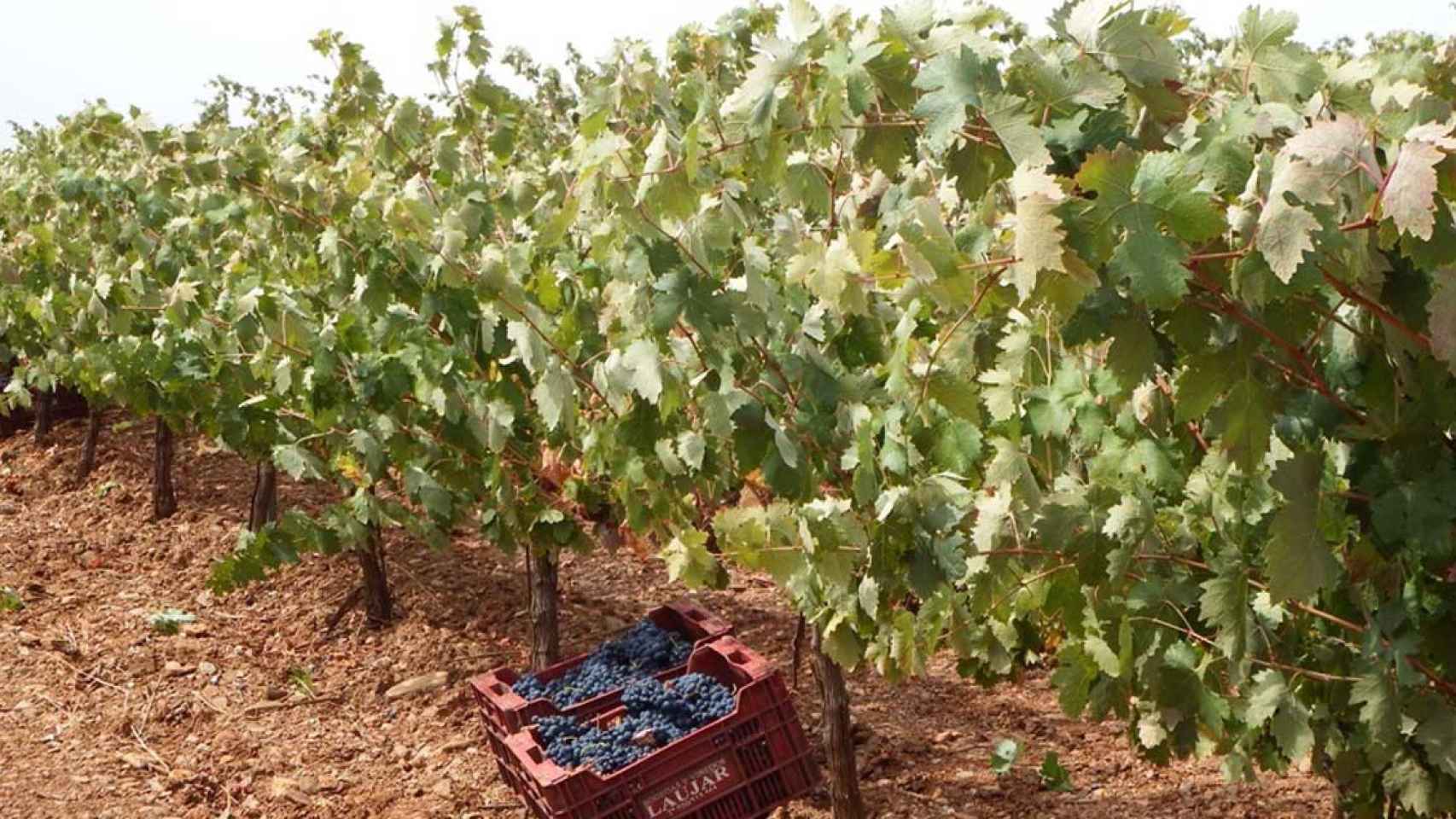 Uno de los viñedos de la provincia de Almería / EUROPA PRESS