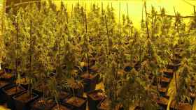 Una plantación de marihuana como la que cultivaban los detenidos / CG