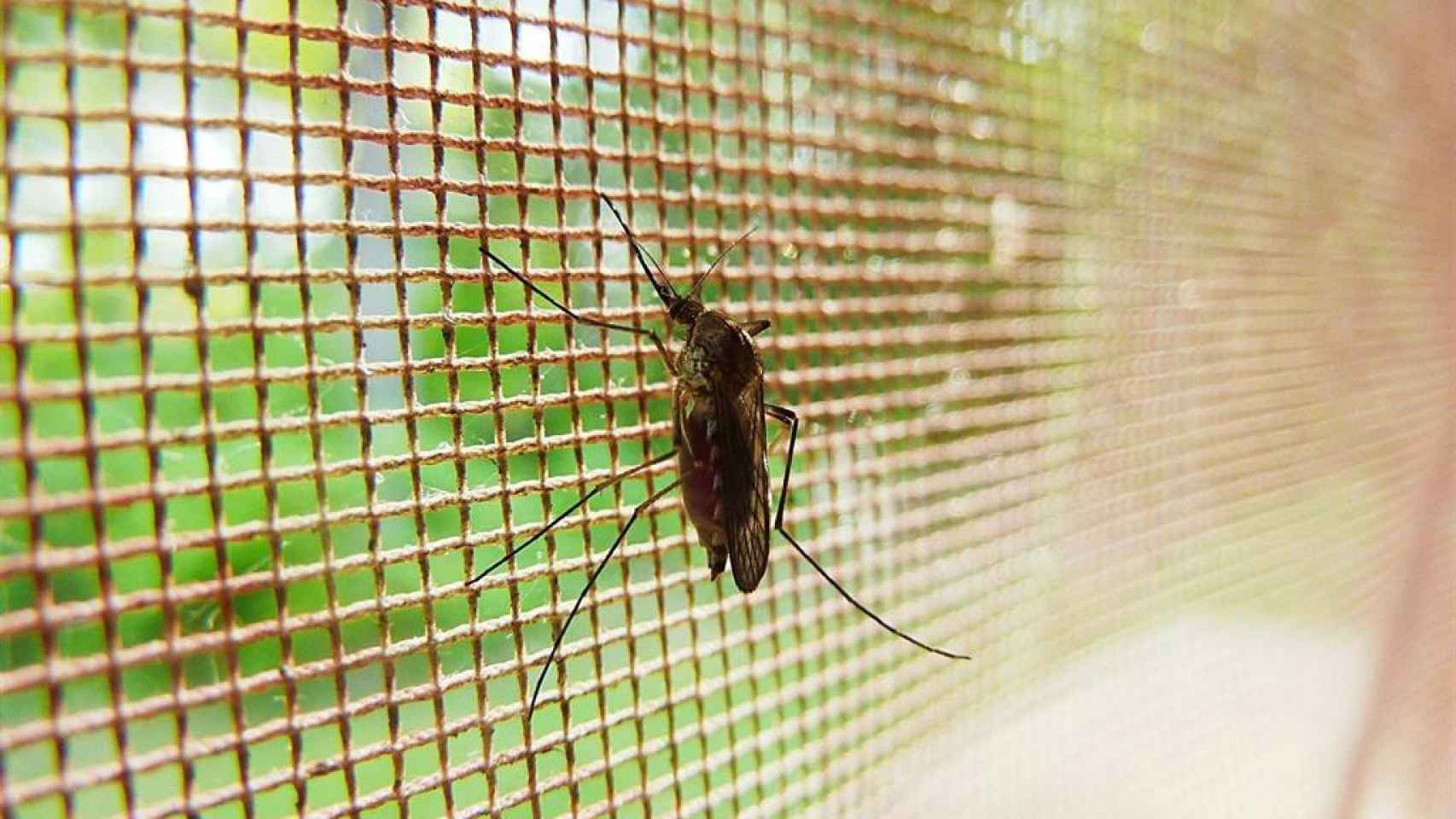 Un mosquito en una red / EP