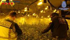 Dos agentes en una de las plantaciones de marihuana desmanteladas en Reus / POLICÍA